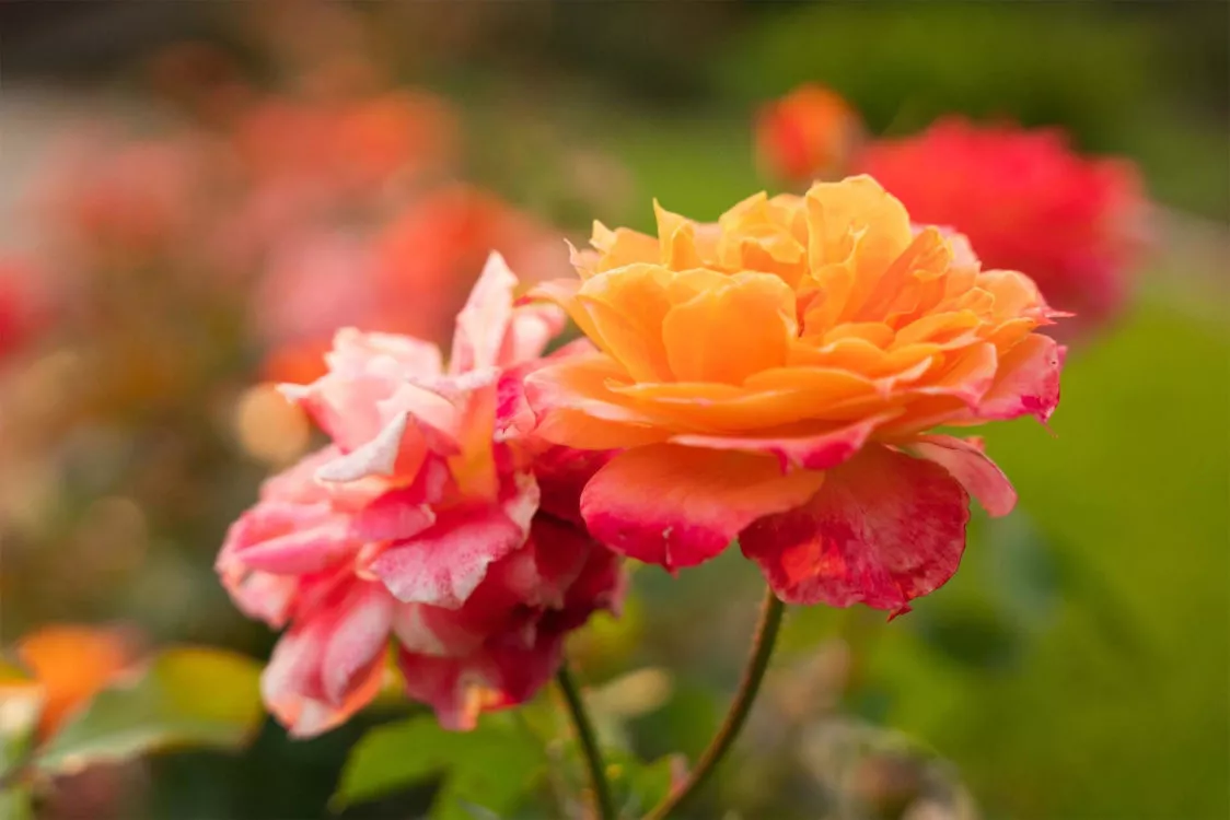 orange roses