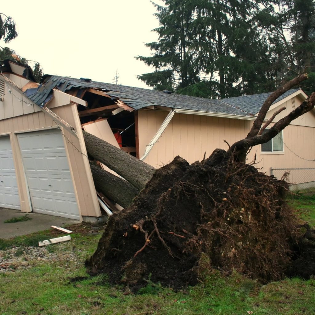 A tree fell through the middle of a house and ruined it.